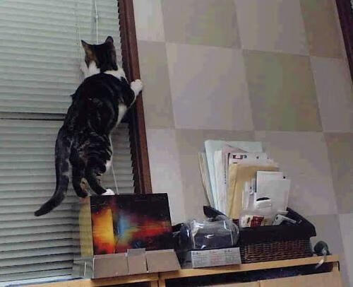 铁蹄碾碎长城，布伦森的无声杀戮与灰熊的窒息式终结