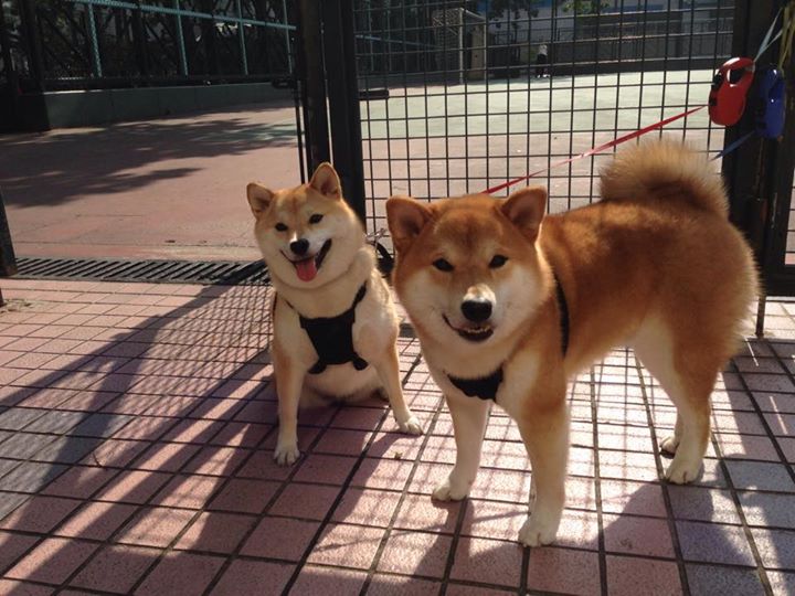 双王并立,当F1引擎撕裂夜空,利拉德用秒针雕刻传奇