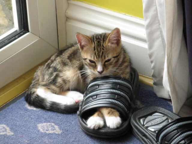 拉梅洛爆冷!疯狂山西队击溃凯尔特人,篮球世界迎来全新剧本