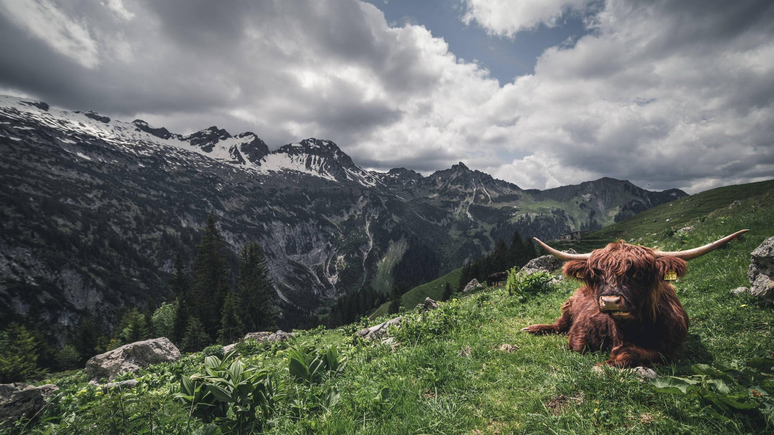 多特蒙德稳稳拿下那不勒斯，巴雷拉比赛走势一手掌控