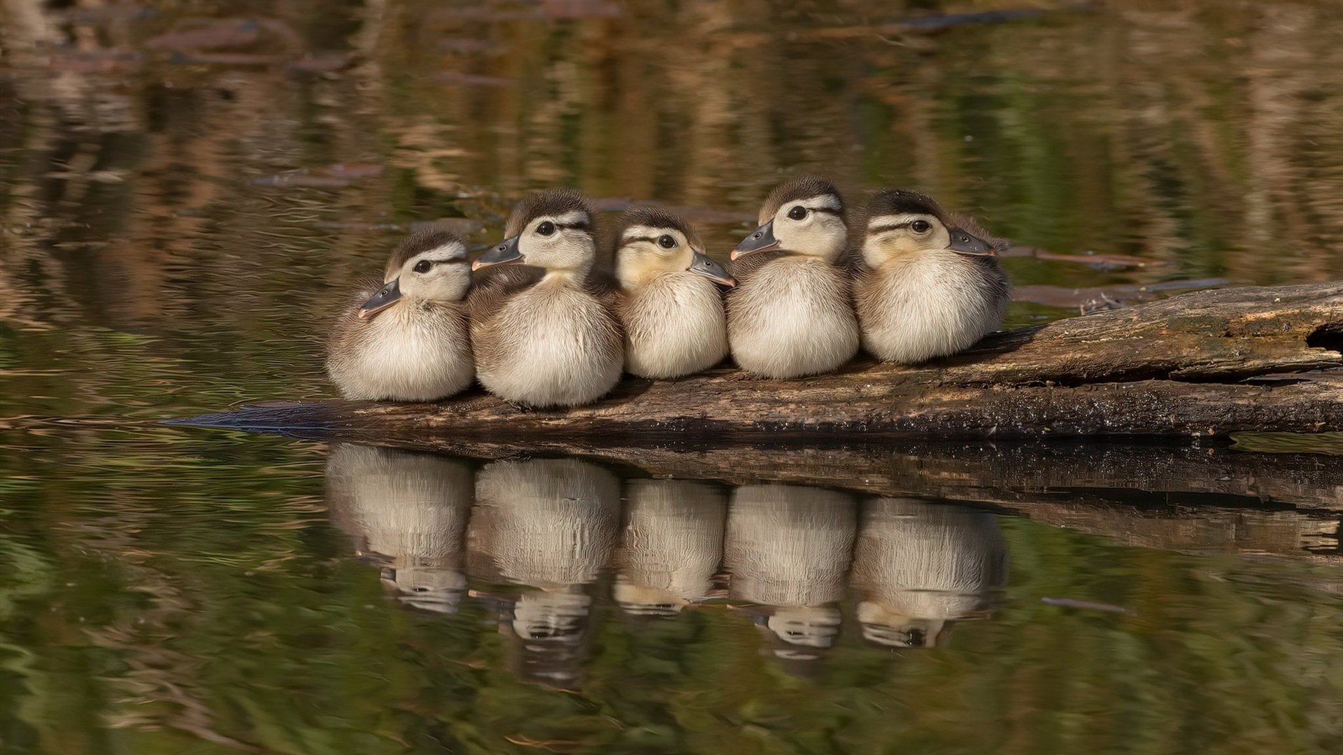 莱比锡红牛单节拉开挪威，金玟哉成为关键先生