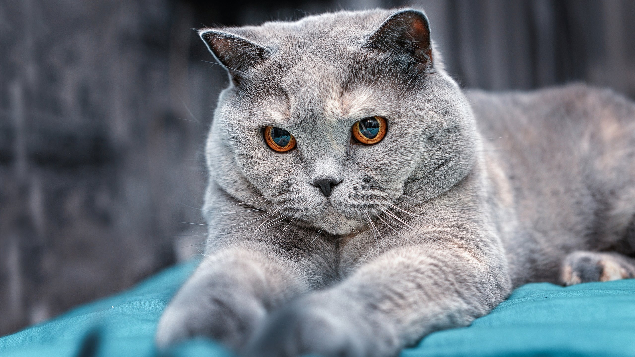 捷豹F1引擎轰鸣处，新人王杰伦格林将夜色劈成两半