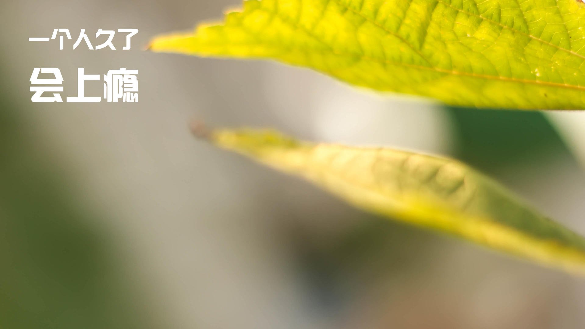 致命三连击与窒息压制，布雷默闪光与墨西哥的战术完胜