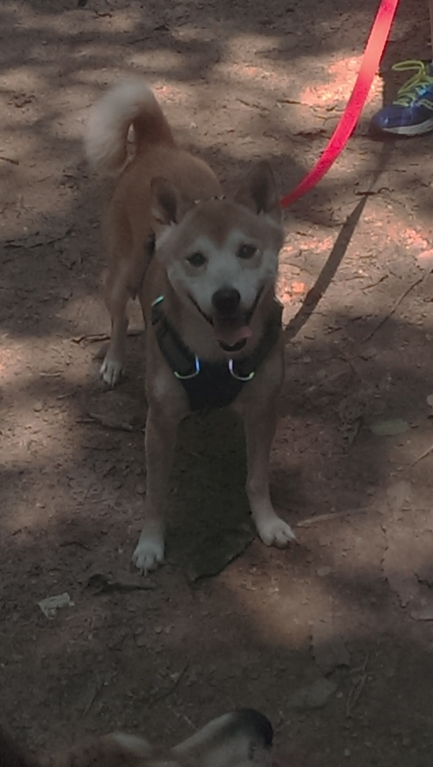 极速狂飙与稳定输出，当F1引擎轰鸣遇见德罗赞的关键先生时刻