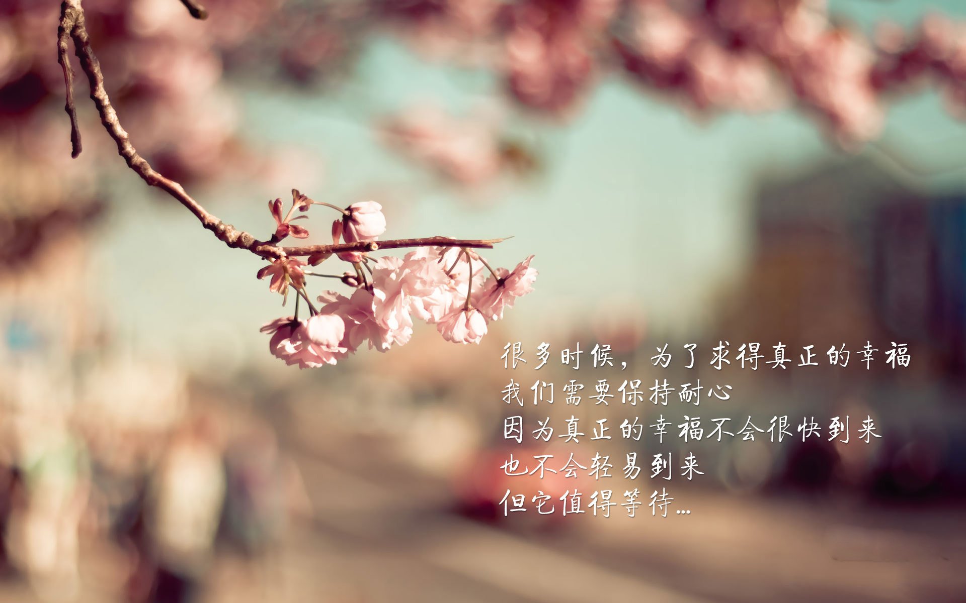 美加墨世界杯之夜,切特大师的绝对统治