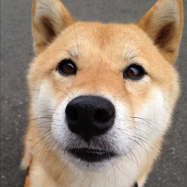 绿茵鏖战！太极虎撕裂红龙防线，李刚仁进攻端无人可挡